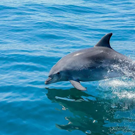 Luxury Pescadinha Near Beach, 阿尔布费拉
